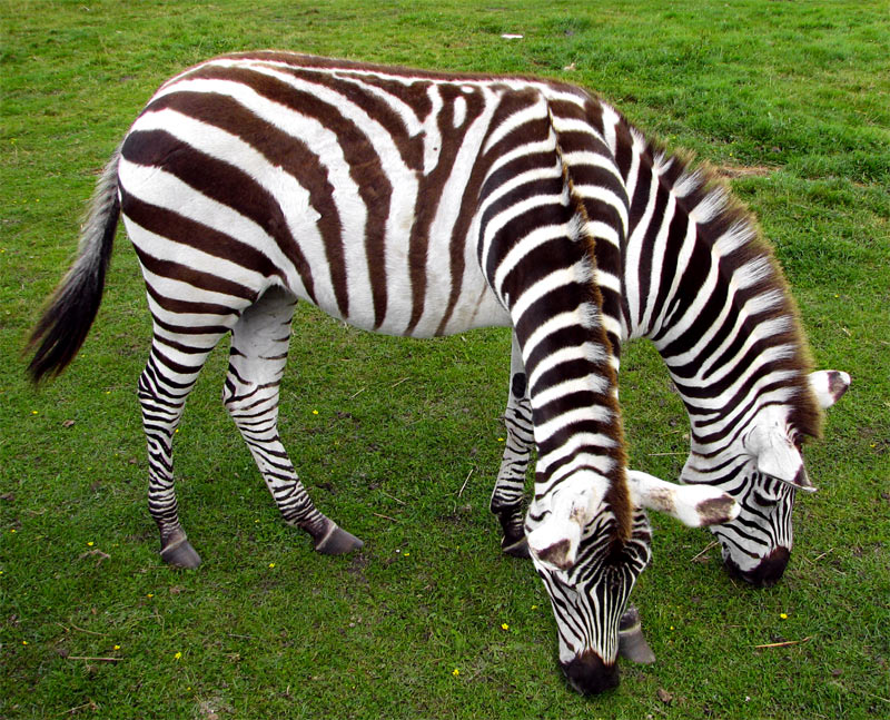 Photoshop Design by castiza for DesignCrowd (Community Contests) | Design #8950116