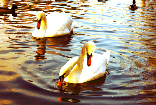 Photoshop Design by Jinx2008 for DesignCrowd (Community Contests) | Design #8950122