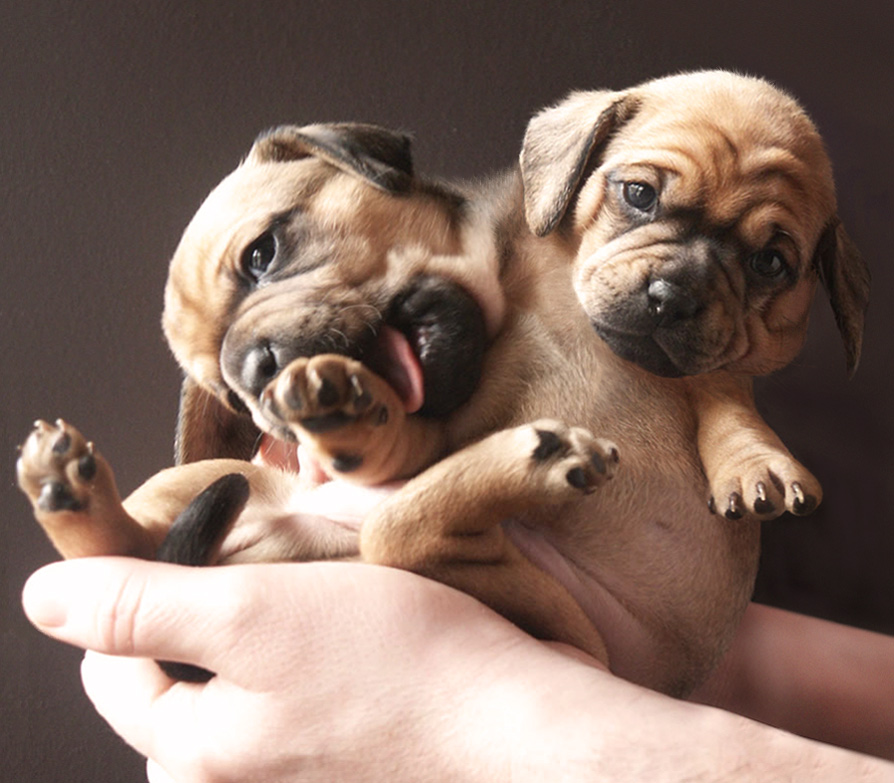 Diseño de Photoshop por sugarcane para DesignCrowd (Community Contests) | Diseño #8950142