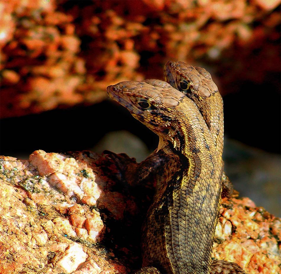 Photoshop Design by margold for DesignCrowd (Community Contests) | Design #8950294