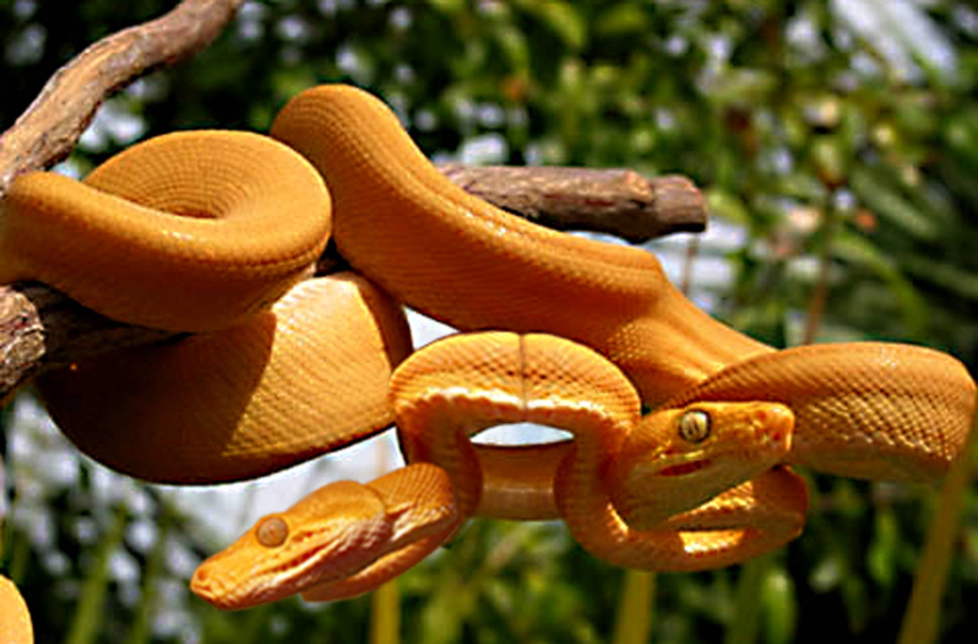 Photoshop Design by Matrixx10 for DesignCrowd (Community Contests) | Design #8950314