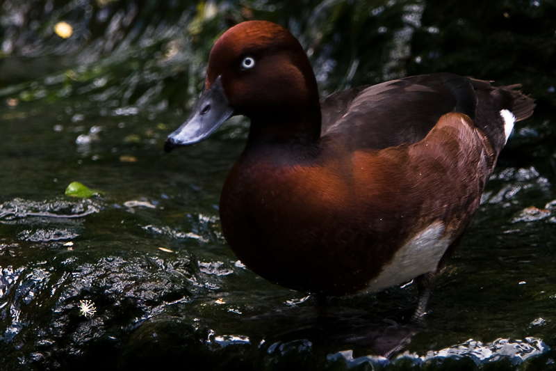 Fotografía por DozerLYP para DesignCrowd (Community Contests) | Diseño #8952447