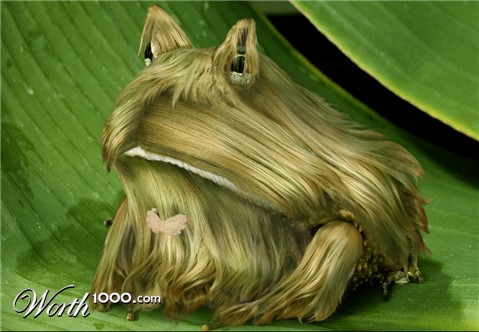 Photoshop Design by SpeedSnake