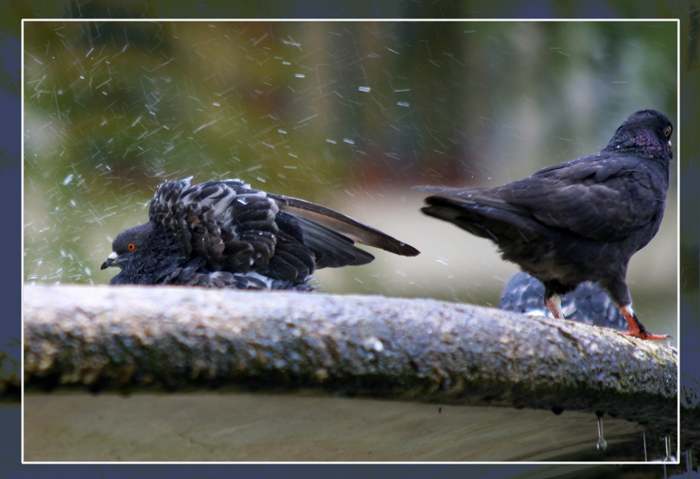 Photography by charizz for DesignCrowd (Community Contests) | Design #8948199