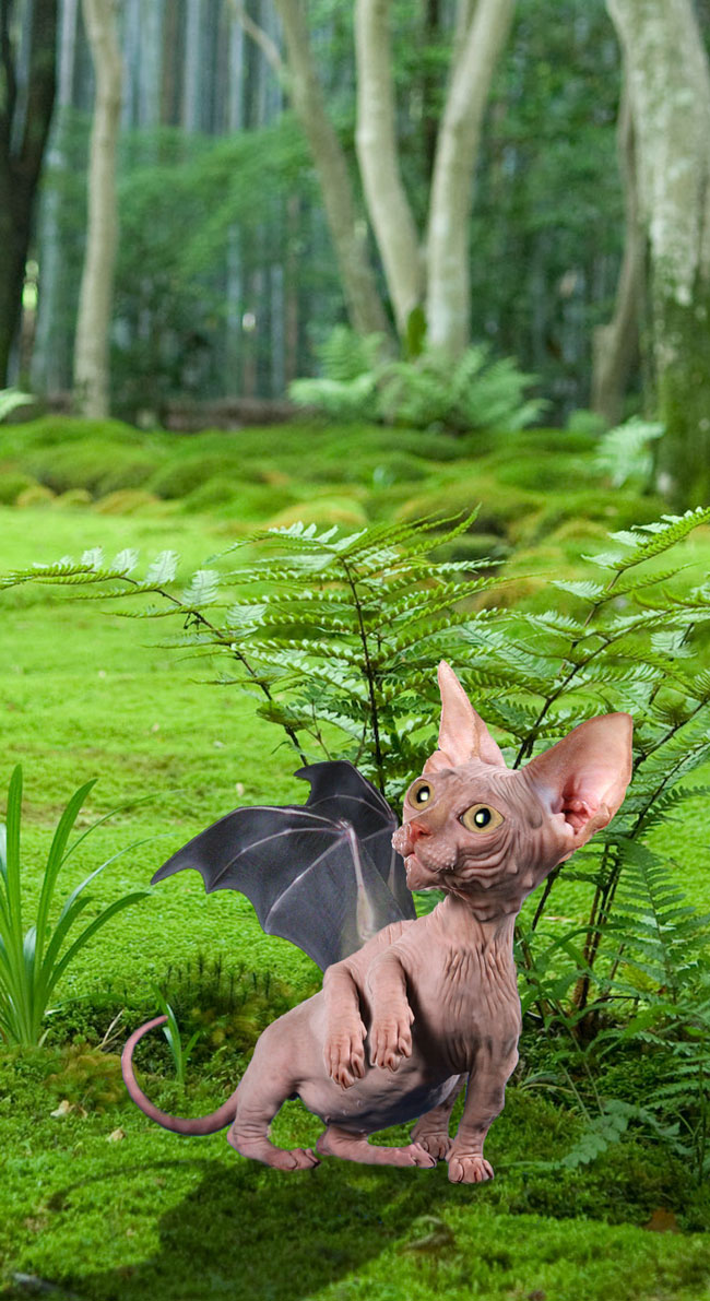 Design Photoshop par JANIELLE pour DesignCrowd (Community Contests) | Design #8948822