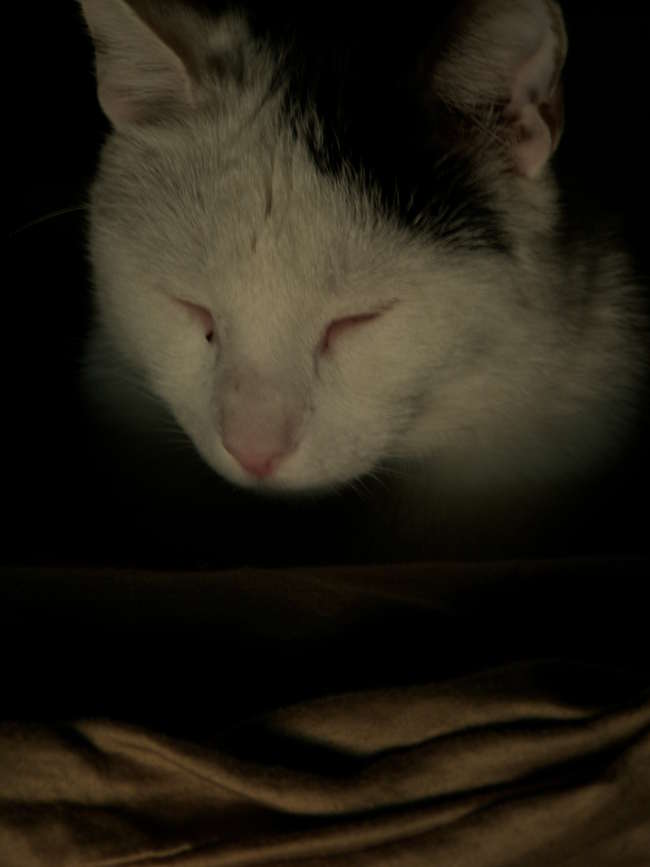 Photography by slimjewel1 for DesignCrowd (Community Contests) | Design #8952424