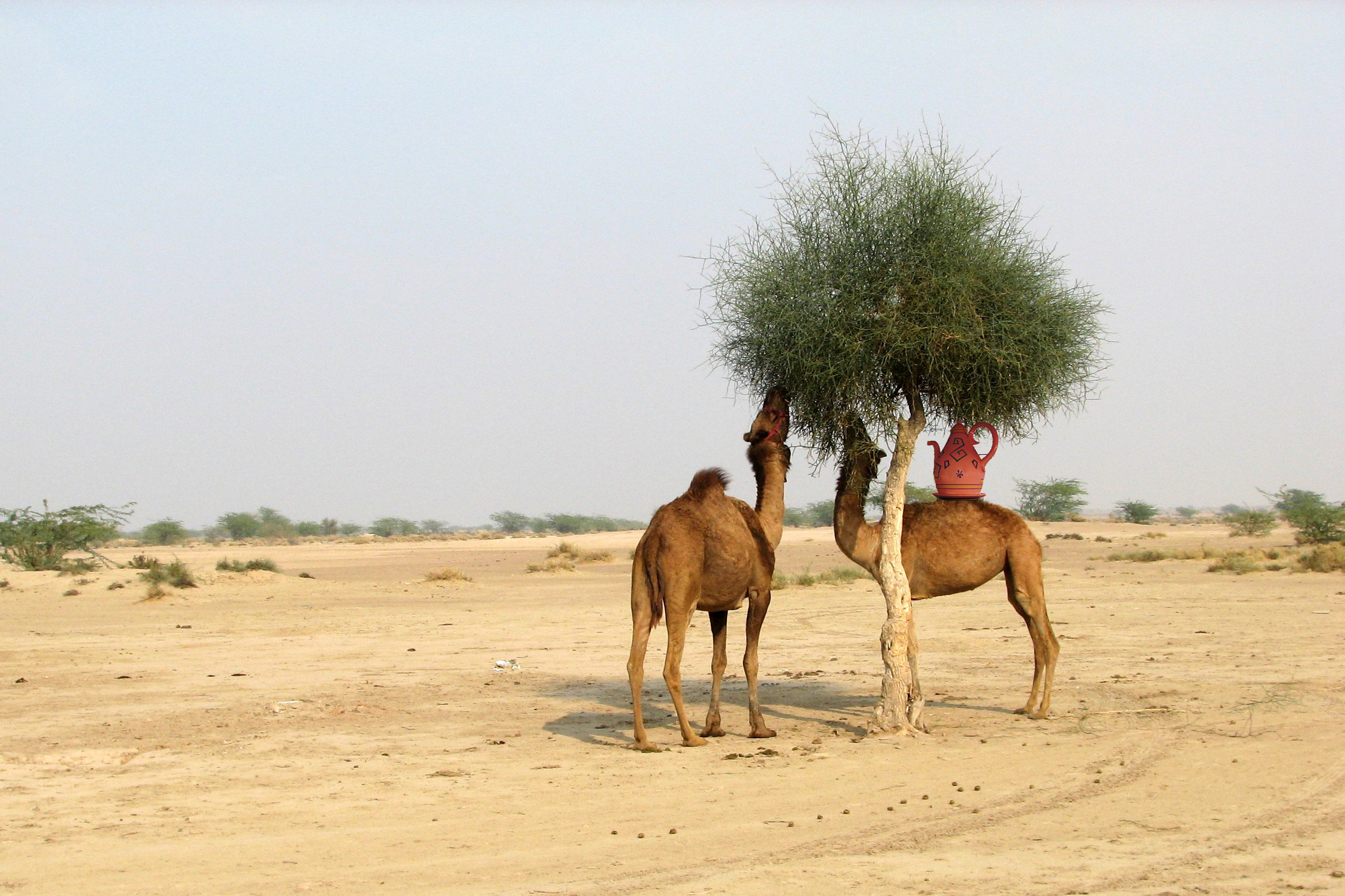 Photoshop Design by sweertvaegher for DesignCrowd (Community Contests) | Design #8956394