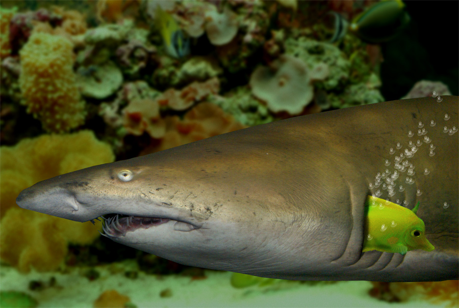 Photoshop Design by margold for DesignCrowd (Community Contests) | Design #8947991