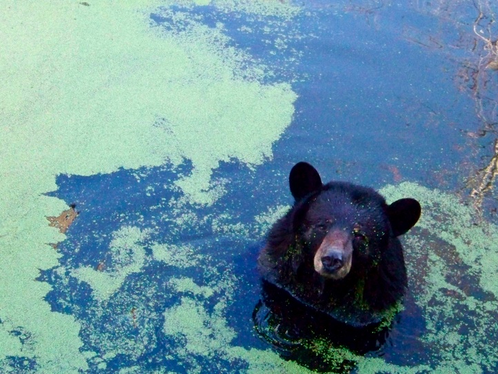 Photographie par dinosaur pour DesignCrowd (Community Contests) | Design #8956032