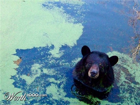 Photography by dinosaur