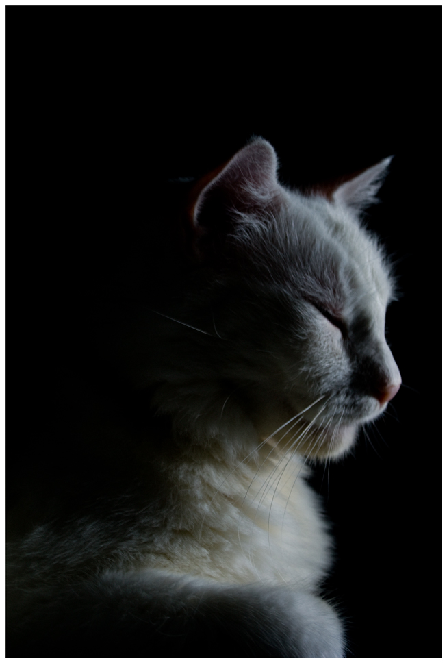 Fotografía por JuzzyDee para DesignCrowd (Community Contests) | Diseño #8952464