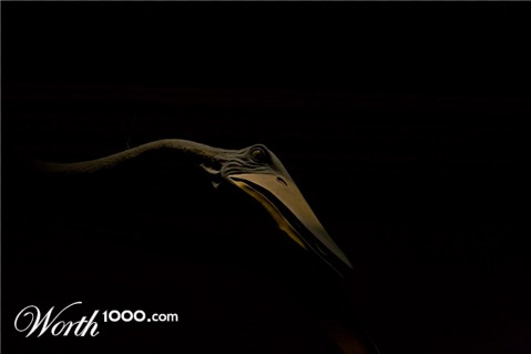 Photography by poc0loco