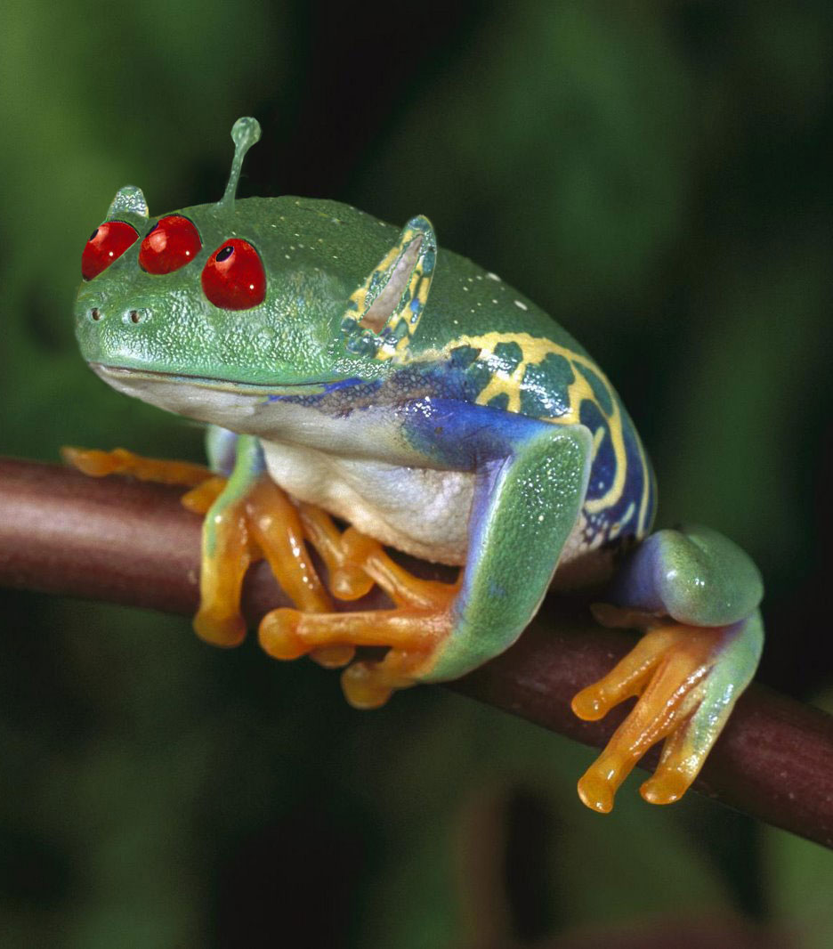 Design Photoshop par JANIELLE pour DesignCrowd (Community Contests) | Design #8957832