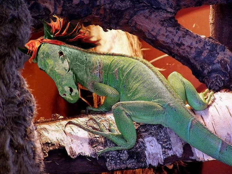 Photoshop Design by mfegoiste for DesignCrowd (Community Contests) | Design #8948767