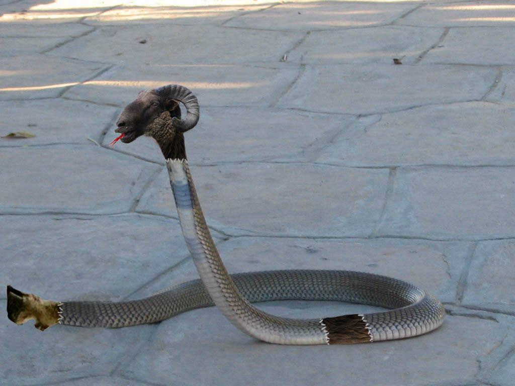 Photoshop Design by mauricemm for DesignCrowd (Community Contests) | Design #8948785