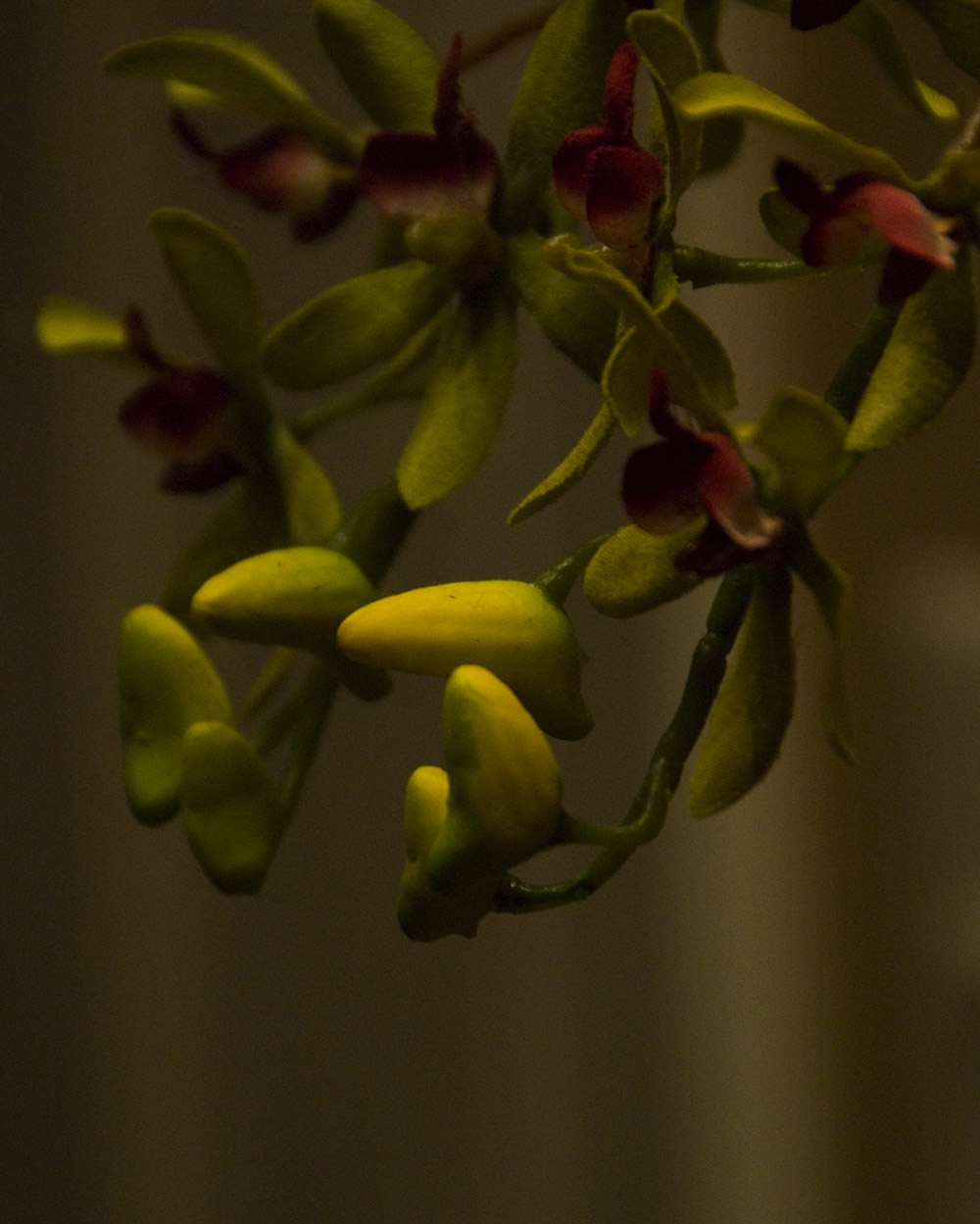 Photography by cshutt for DesignCrowd (Community Contests) | Design #8952544