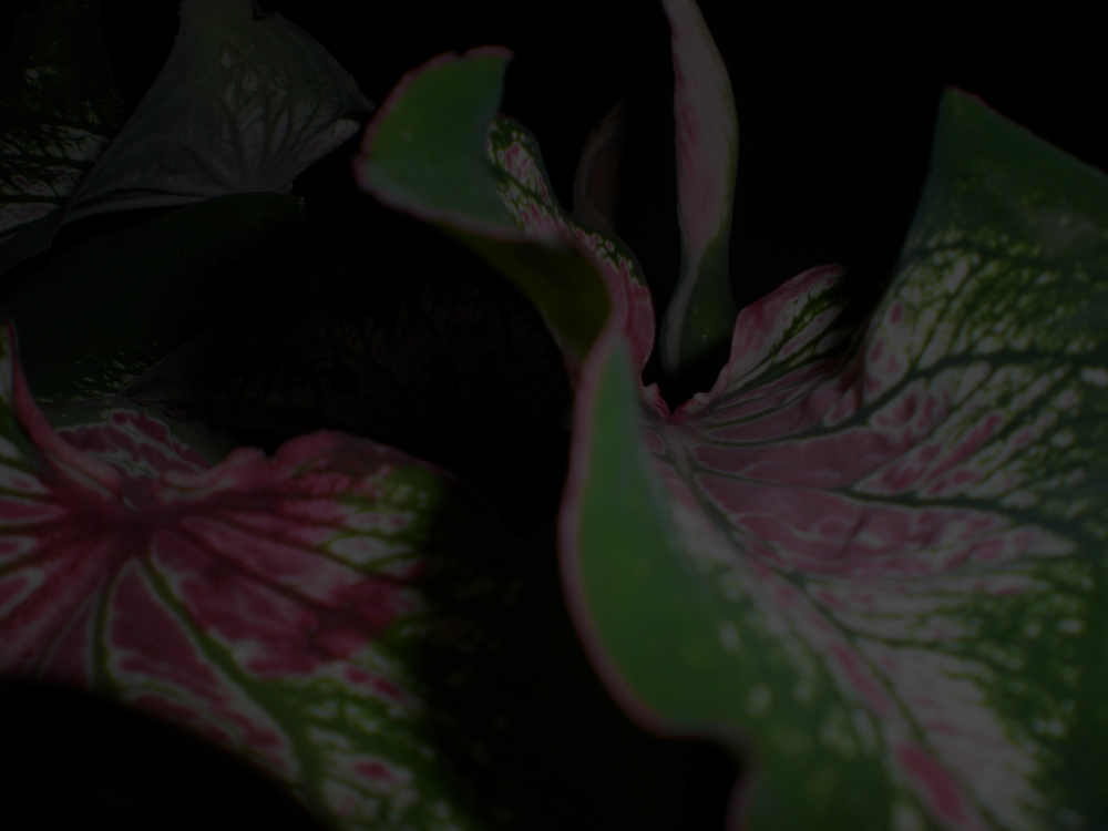 Fotografía por TRANSCENDENTalMAN para DesignCrowd (Community Contests) | Diseño #8952600