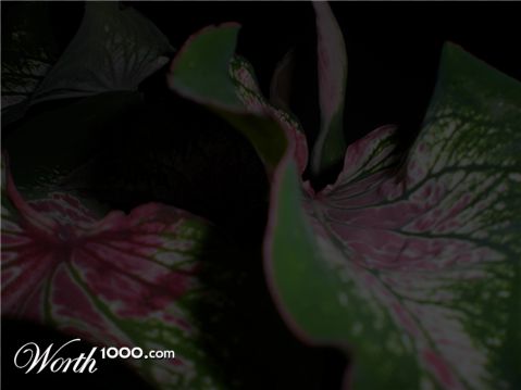 Photography by TRANSCENDENTalMAN