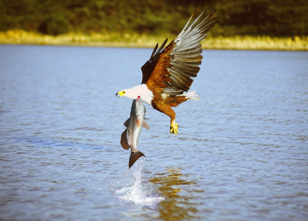 Diseño de Photoshop por Tinkuuu para DesignCrowd (Community Contests) | Diseño #8953884