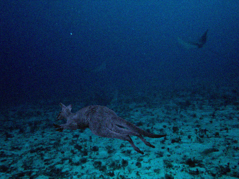 Photoshop Design by exige666 for DesignCrowd (Community Contests) | Design #8954201