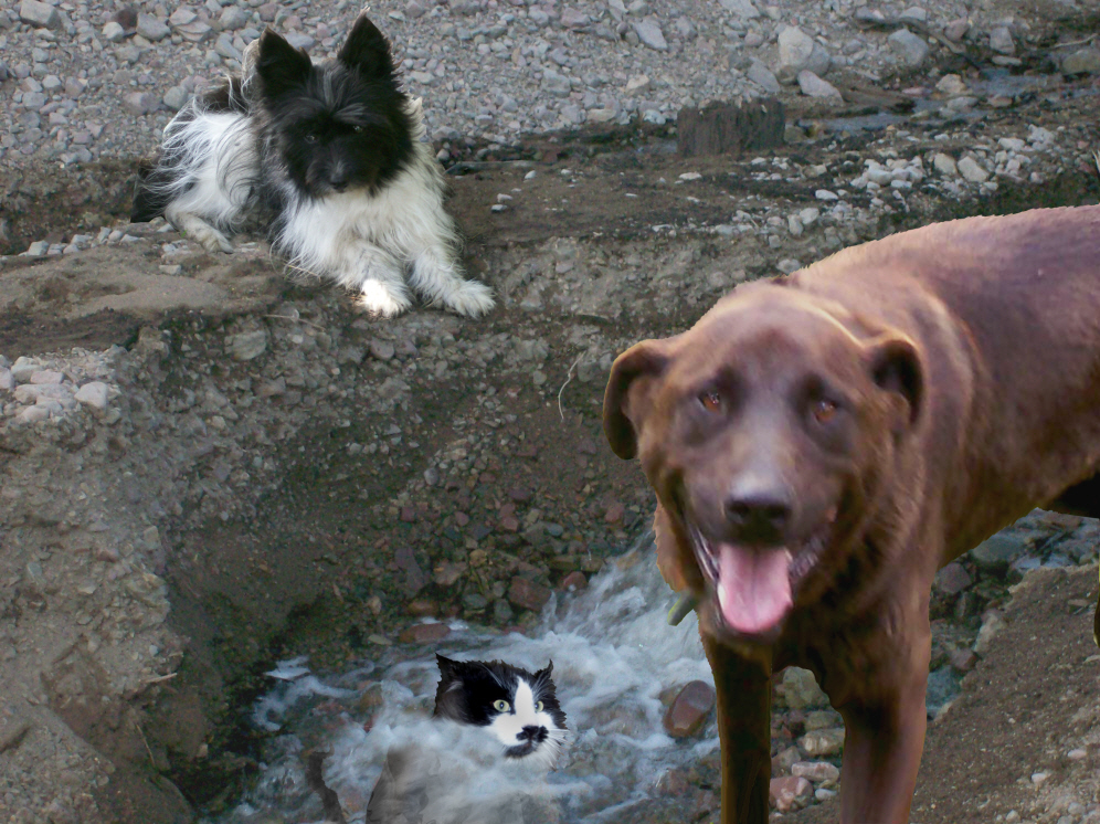 Photoshop-Design von kathiess für DesignCrowd (Community Contests) | Design #8953891