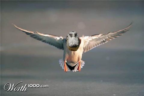 Photoshop Design by Pinholsterinc