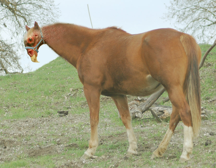 Photoshop Design by Larvice for DesignCrowd (Community Contests) | Design #8948816