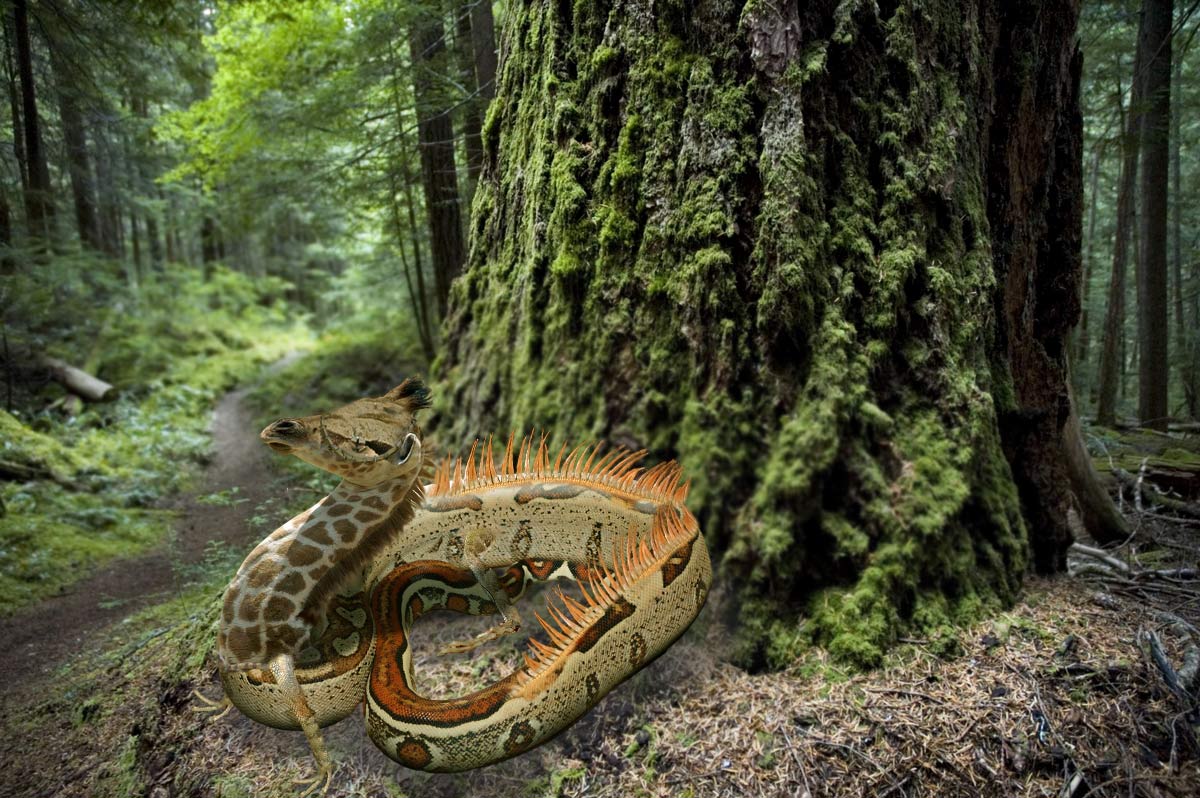 Photoshop Design by castagnes for DesignCrowd (Community Contests) | Design #8948846