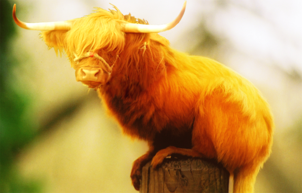 Photoshop Design by Kite80 for DesignCrowd (Community Contests) | Design #8948953