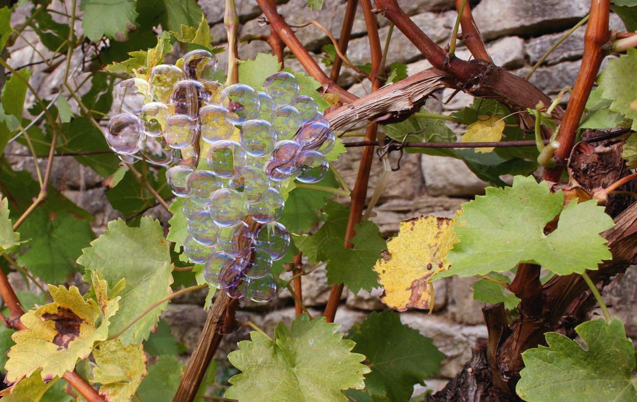 Diseño de Photoshop por NuckleBerry6 para DesignCrowd (Community Contests) | Diseño #8947523