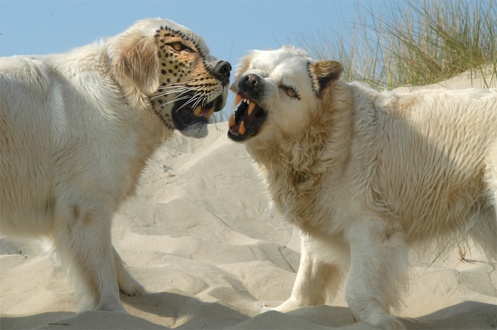 Photoshop Design by Larssonpsd for DesignCrowd (Community Contests) | Design #8948907