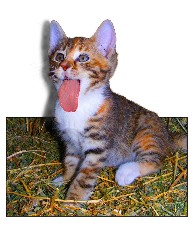 Photoshop-Design von ama168 für DesignCrowd (Community Contests) | Design #8955863