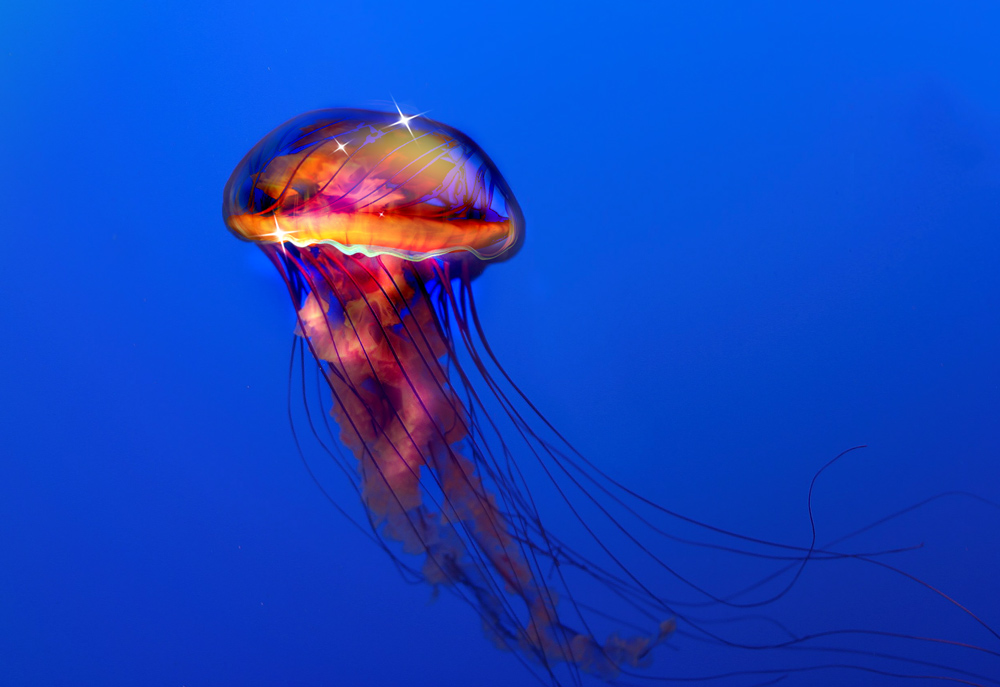 Photoshop Design by tsitrA for DesignCrowd (Community Contests) | Design #8947589