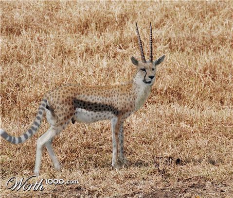 Photoshop Design by syrax2580