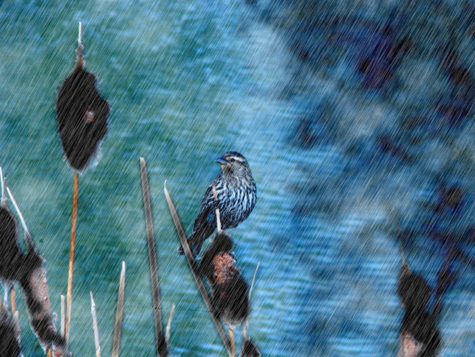 Photoshop Design by TroublePython for DesignCrowd (Community Contests) | Design #8951153