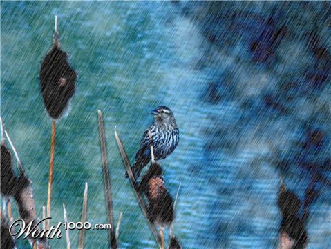 Photoshop Design by TroublePython