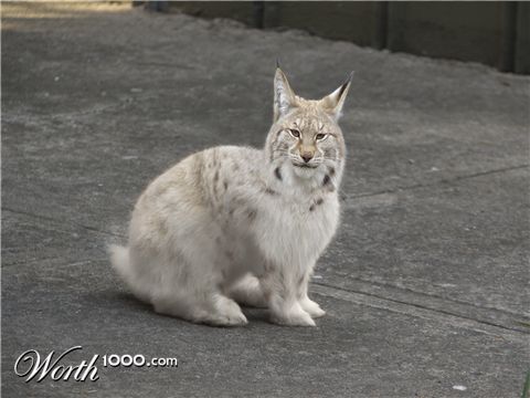 Photoshop Design by dekalicia