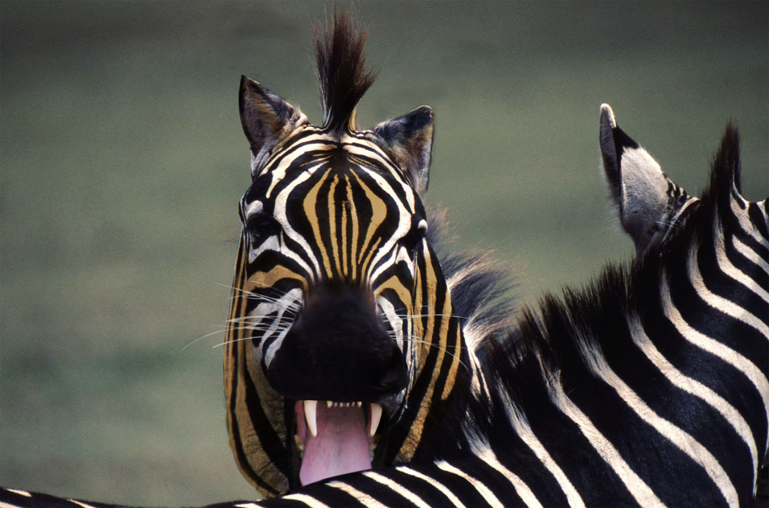 Diseño de Photoshop por luisbucchi para DesignCrowd (Community Contests) | Diseño #8947702