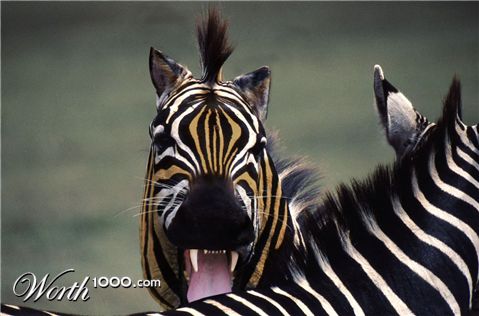 Photoshop Design by luisbucchi