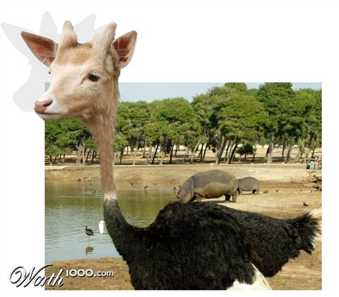 Photoshop Design by didiblum