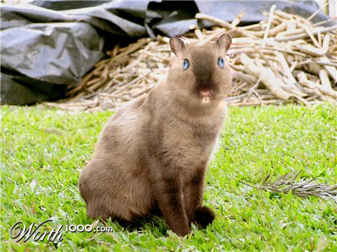 Photoshop Design by carmanyola