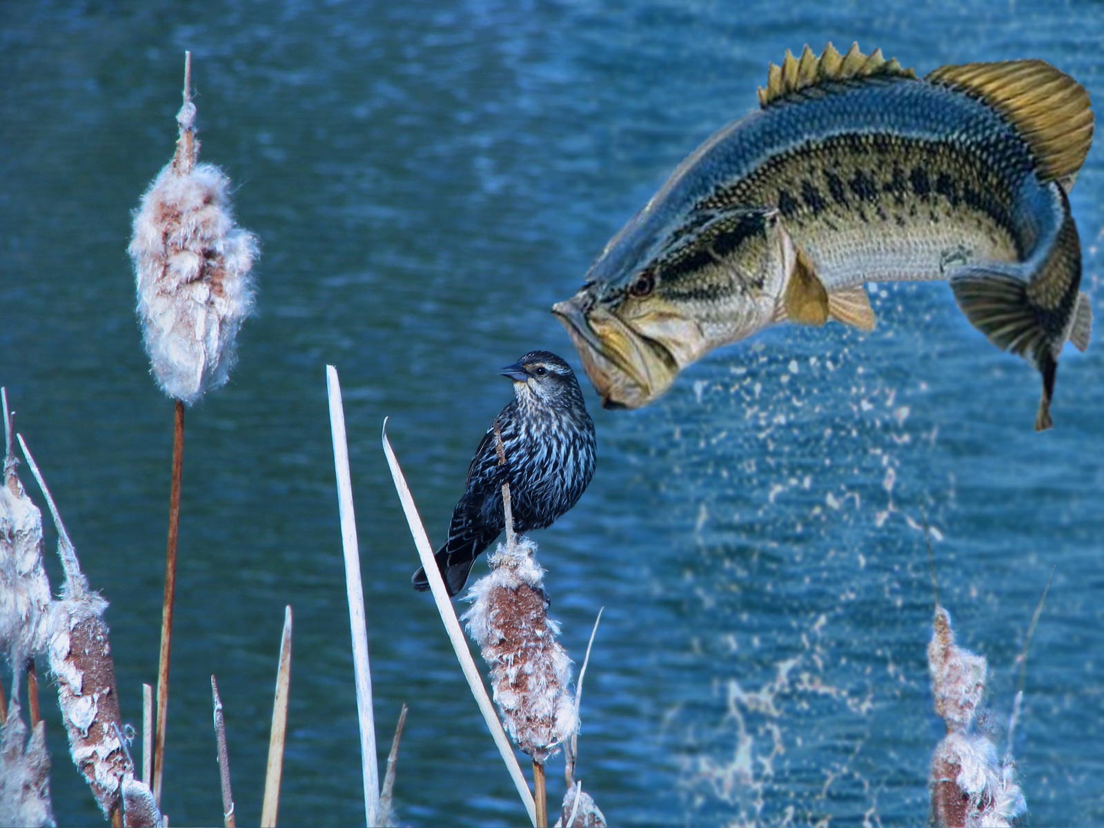 Photoshop Design by castagnes for DesignCrowd (Community Contests) | Design #8951185