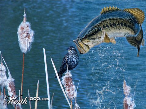 Photoshop Design by castagnes