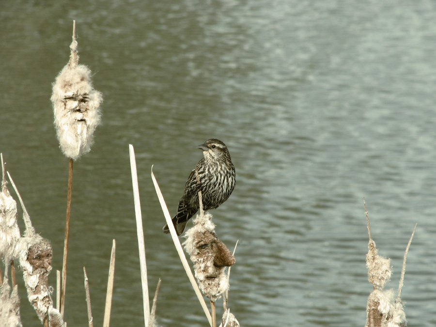 Design Photoshop par benasayer pour DesignCrowd (Community Contests) | Design #8951199