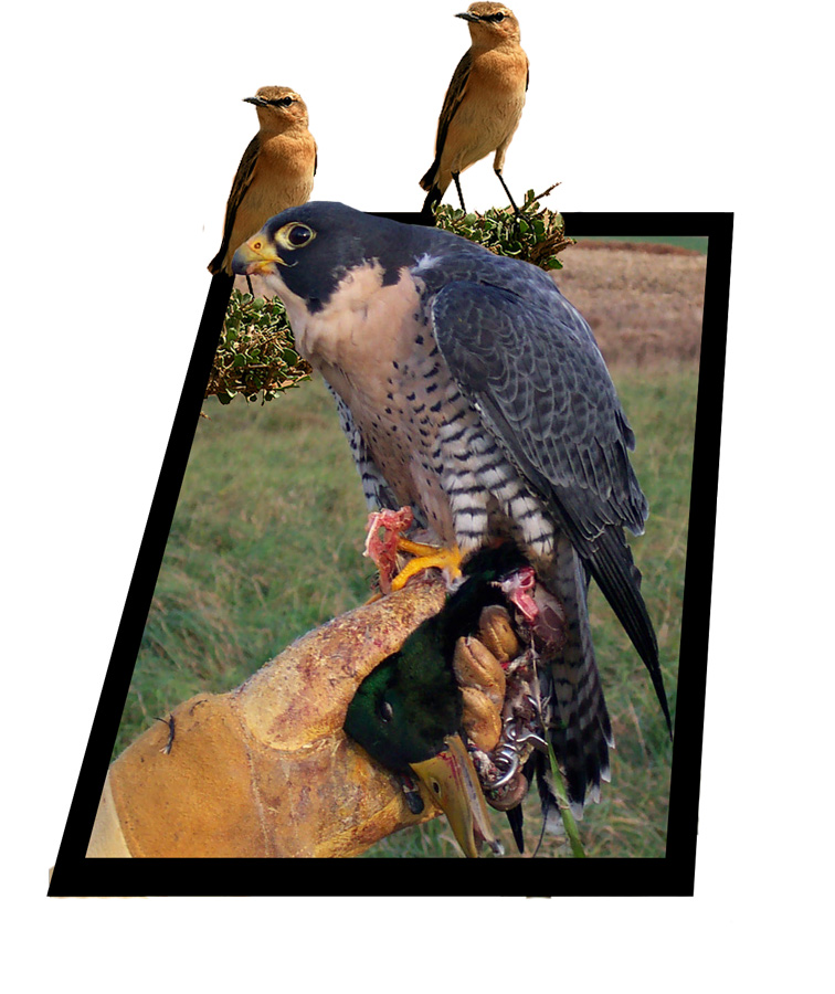 Photoshop-Design von gear01d für DesignCrowd (Community Contests) | Design #8955983