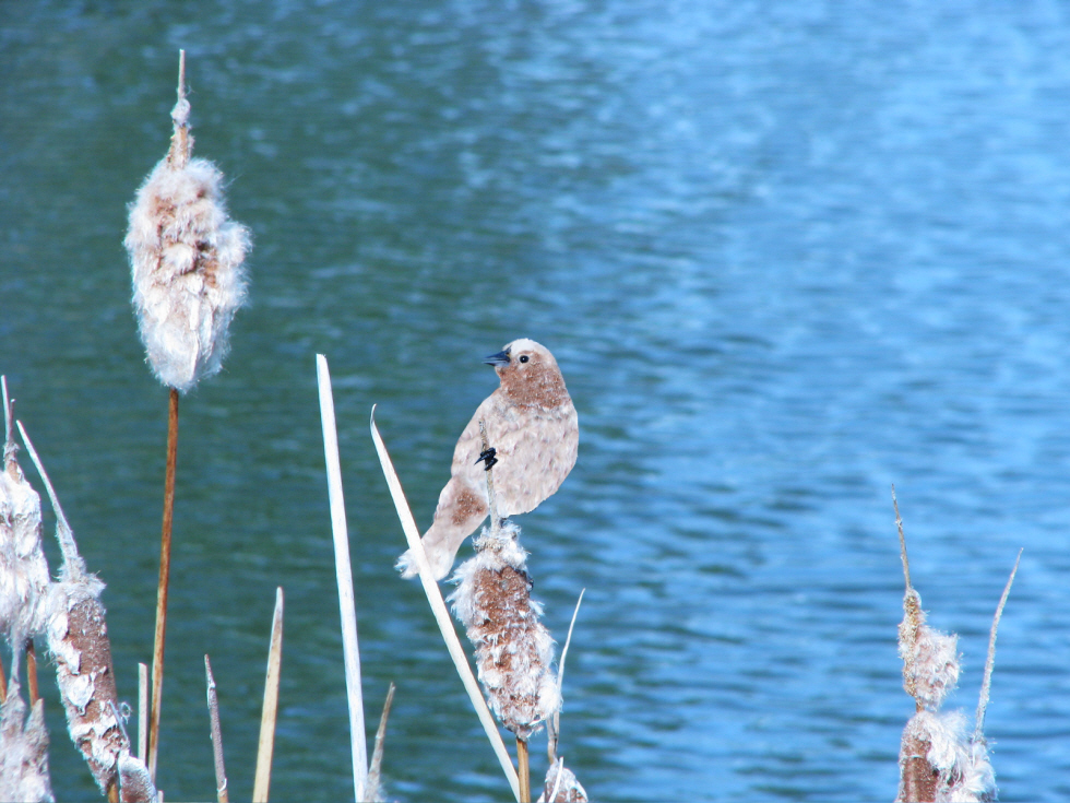 Photoshop-Design von kathiess für DesignCrowd (Community Contests) | Design #8951175