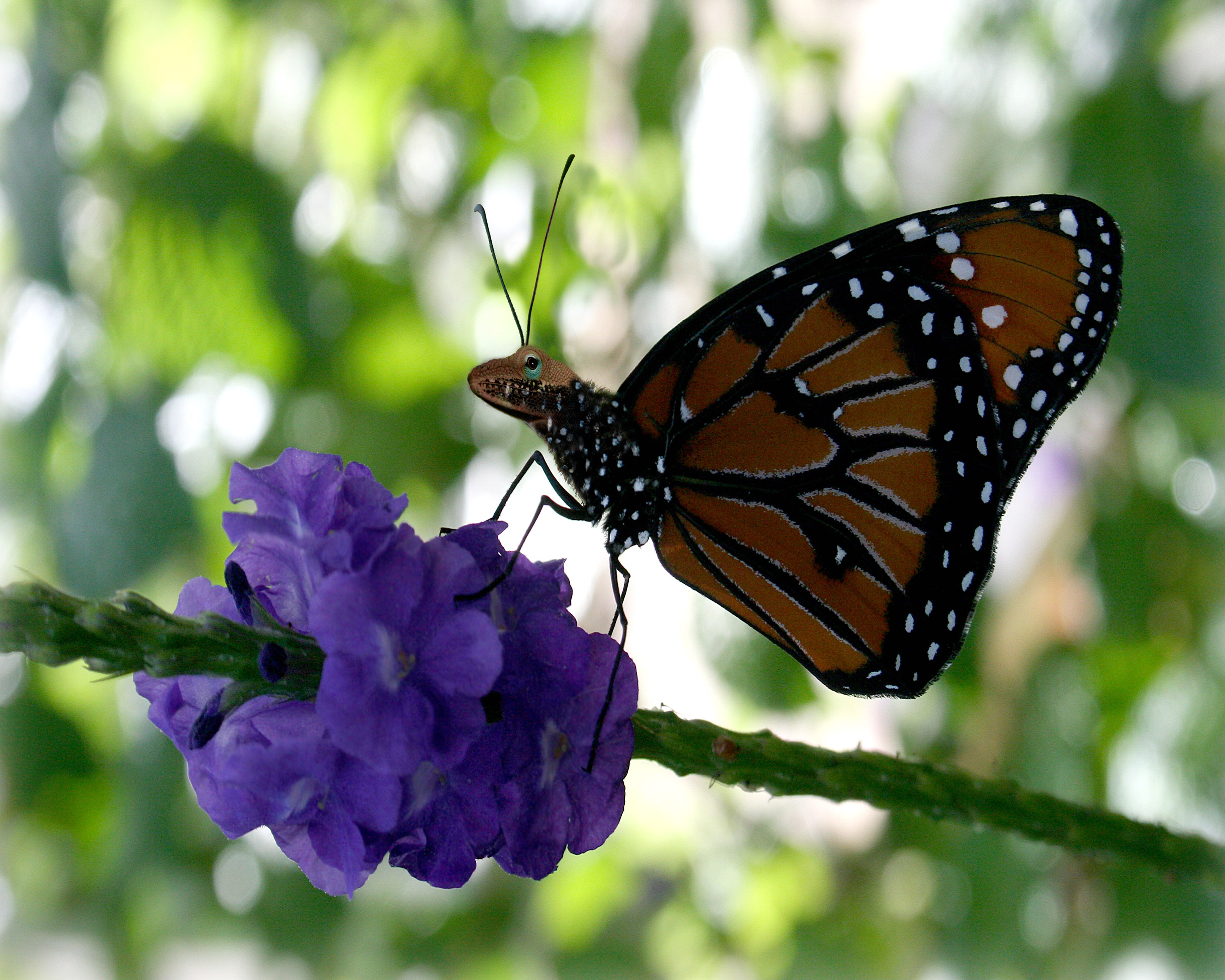 Photoshop Design by starrwalker for DesignCrowd (Community Contests) | Design #8947721