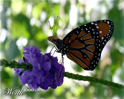 Photoshop Design by starrwalker