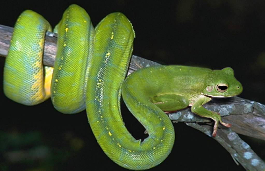 Photoshop Design by Potestass for DesignCrowd (Community Contests) | Design #8947737