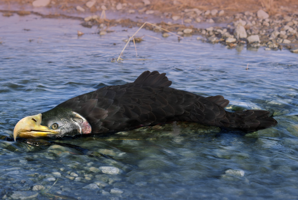 Photoshop Design by bibetybobetyhue for DesignCrowd (Community Contests) | Design #8947782